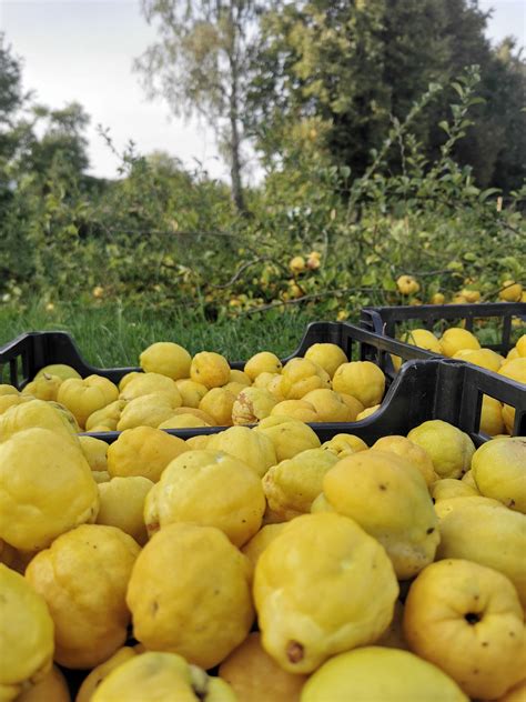 Svarainių ūkyje „Dvaro svarainiai“