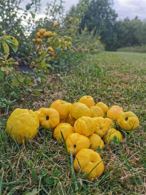 Svarainių ūkio gėrybės