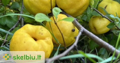 Svarainių sodinukai