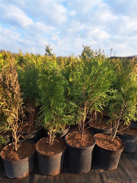 dekoratyvinis visžalis spygliuotis, vertinamas dėl tankios, taisyklingos kūgiškos formos ir sodriai smaragdžalės spalvos, kuri išlieka ryški ištisus metus