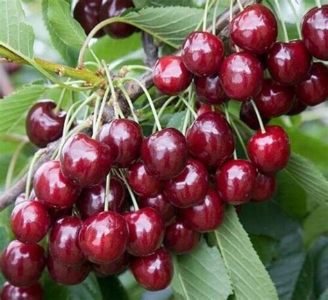 Trešnių vaisiai 'Rivan' - tamsiai raudoni, širdies formos