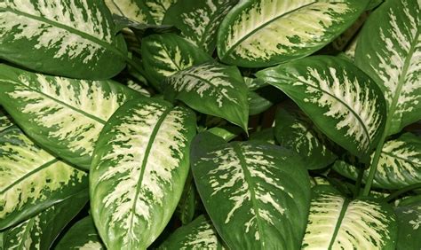 Aktinidijos Margalapės lapai su baltomis ir rožinėmis dėmėmis