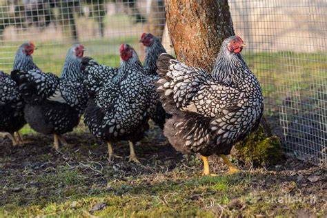 Schema, iliustruojanti kornišų veislės vištų eksterjero ypatybes: krūtinė, kojos, galva, snapas.