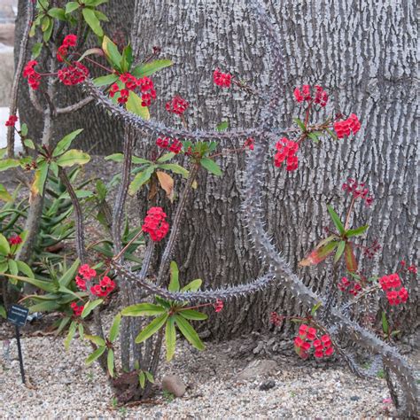 Dygliuotosios karpažolės (Euphorbia milii) žiedai ir dygliuotos šakos.
