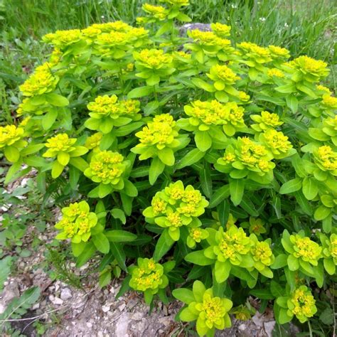Daugiažiedės karpažolės (Euphorbia polychroma) pusrutulio formos kerelis ir spalvingi rudeniniai lapai.