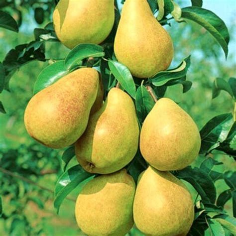 Vaizdas: prinokusios kriaušės ant medžio šakos