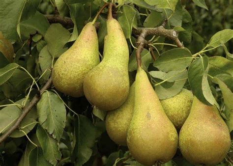 Schema: tinkama ir netinkama vieta kriaušės sodinimui