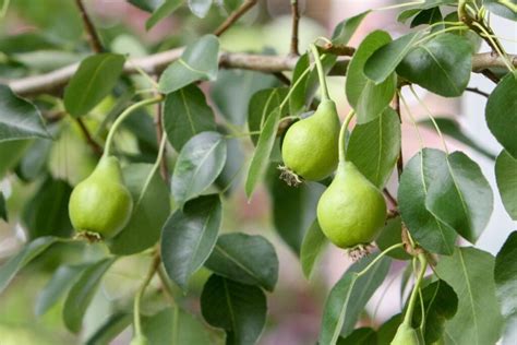 Infografika: teisingas kriaušės sodinimo procesas