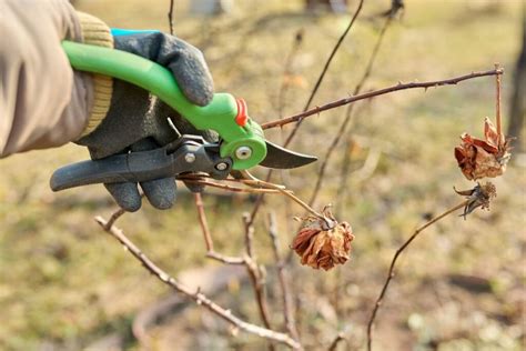 Nuotrauka, demonstruojanti rankinio sekatoriaus subtilumą genint rožių šakeles