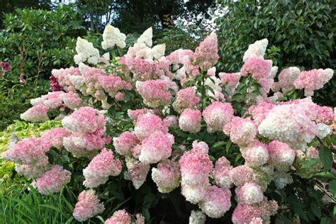 hortenzijos lapai su rudais pakraščiais