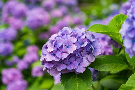 hortenzijos lapų liga su dėmėmis