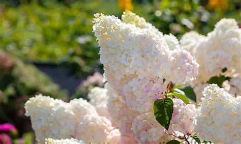 šluotelinės hortenzijos genėjimas