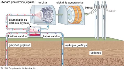 Schema, iliustruojanti gumbuotojo vėdryno morfologinius požymius