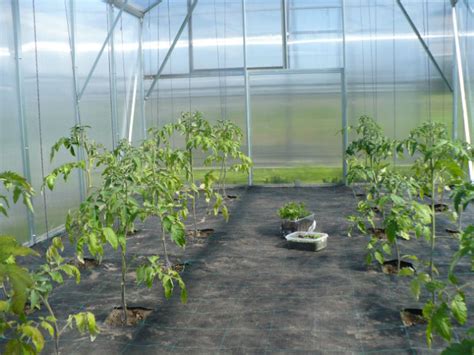 tvarkingai pasodinti paprikų daigai šiltnamyje