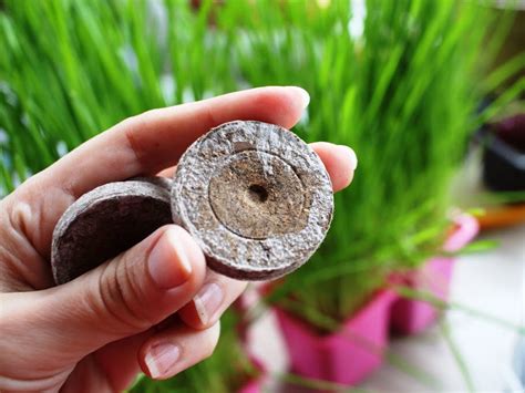 Nuotrauka, iliustruojanti durpinės tabletės nuėmimą prieš persodinant daigą į didesnį vazoną.