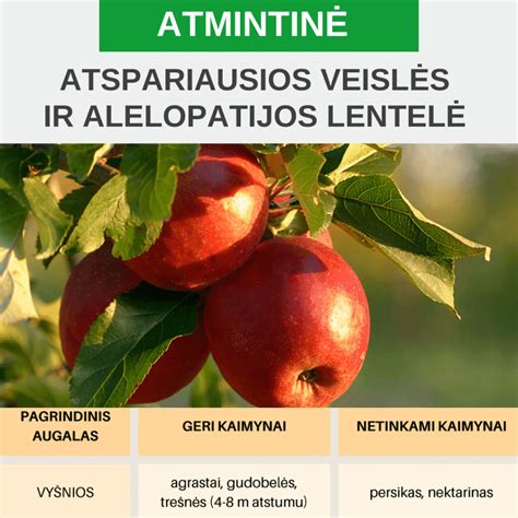 Schema, iliustruojanti alelopatijos principą ir alelochemikalų išsiskyrimą iš augalų.