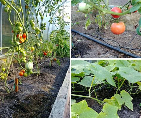 Schema, iliustruojanti optimalų daržovių išdėstymą šiltnamyje.