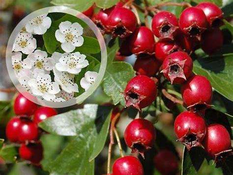 Vienapiestė gudobelė (C. monogyna) su baltais žiedais ir raudonais vaisiais