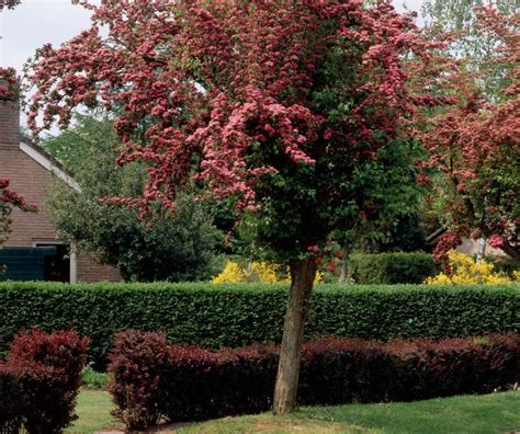 Glotnioji gudobelė (C. laevigata) veislė ‘Paul’s Scarlet’ su ryškiais rožiniais žiedais