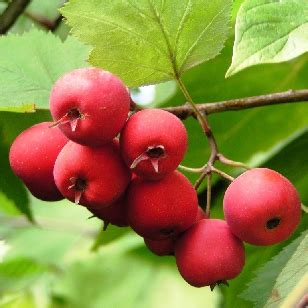 Stambiavaisė gudobelė su ryškiai raudonais, stambiais vaisiais