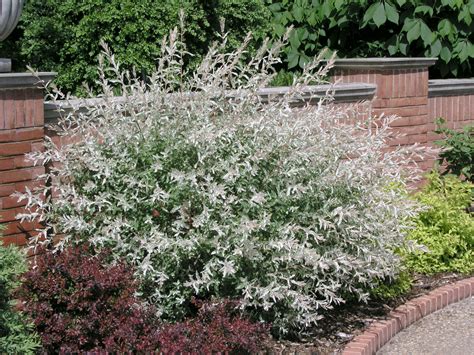 Nuotrauka, vaizduojanti sodrios žalios spalvos 'Hakuro Nishiki' gluosnio krūmą su rausvomis dėmėmis ant jaunų lapų.