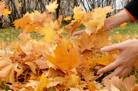 Schema, iliustruojanti lapų kritimo procesą gamtoje (pvz., rudenį)