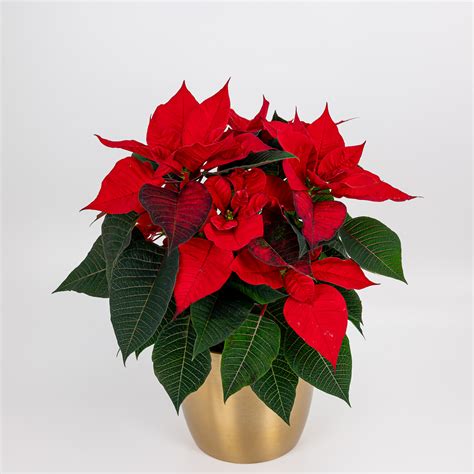 Nuotrauka su puansetija, iliustruojanti jos priežiūros etapus.