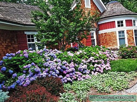 Gėlynas su rododendrais, hortenzijomis ir spygliuočiais