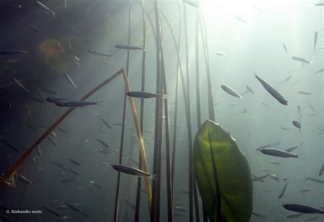 Schematinis pelkės sluoksnių pjūvis, rodantis durpių susidarymą ir vandens prisotintą gruntą.