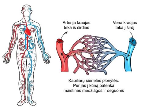 Schema, iliustruojanti lapų tyrimų principą, lyginant su žmogaus kraujo tyrimais.