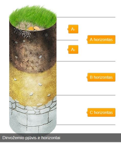 Dirvožemio profilis su skirtingais horizontais, pabrėžiant humuso sluoksnį