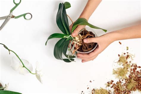 nuotrauka, vaizduojanti „keikį“ ant orchidėjos stiebo ir kaip jį atskirti bei pasodinti