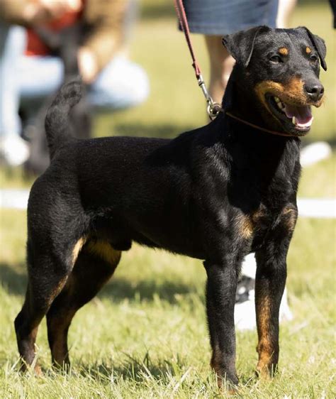 Vaizdinis siužetas: jagdterjeras, stovintis budriai