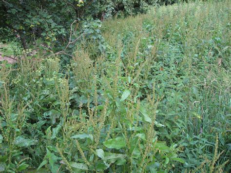 Įvairios piktžolės, augančios skirtingose dirvožemio sąlygose