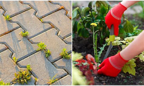 Piktžolės, pritraukiančios naudingus vabzdžius ir apdulkintojus