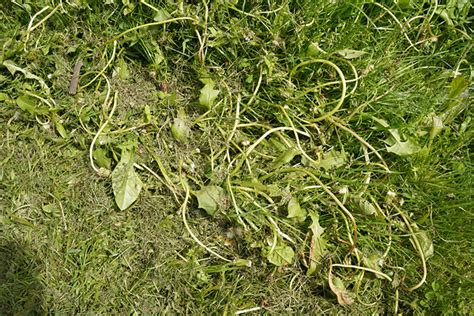 Penkios dažnos pavasarį žydinčios vejos piktžolės