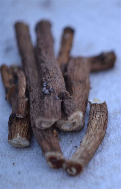 Kiaulpienės šaknys kasamos rudenį arba žiemą