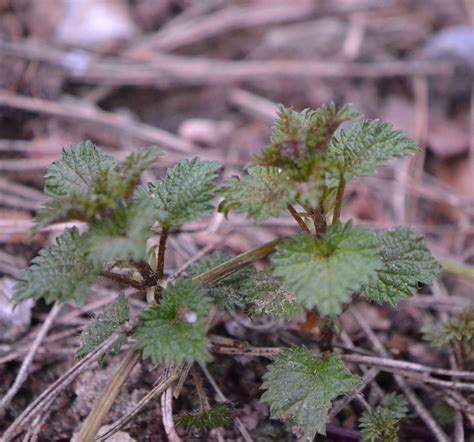 Jauni dilgėlių lapeliai pavasarį