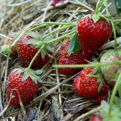 Mulčiuota braškių lysvė su šiaudais