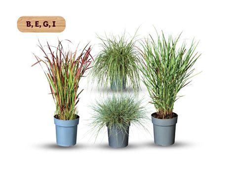 dekoratyvinės pampų žolės vazone nuotrauka