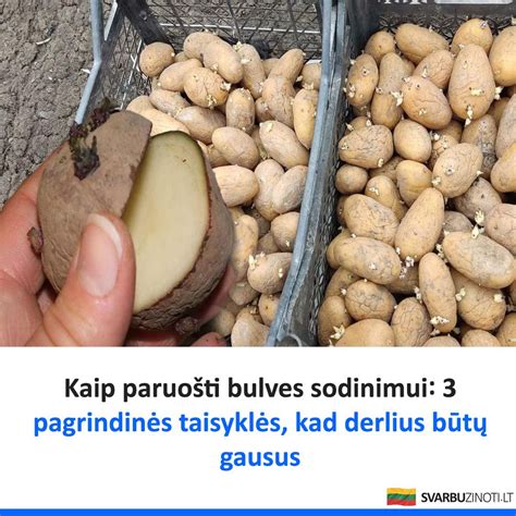 paruošti žaliųjų auginių sodinimui