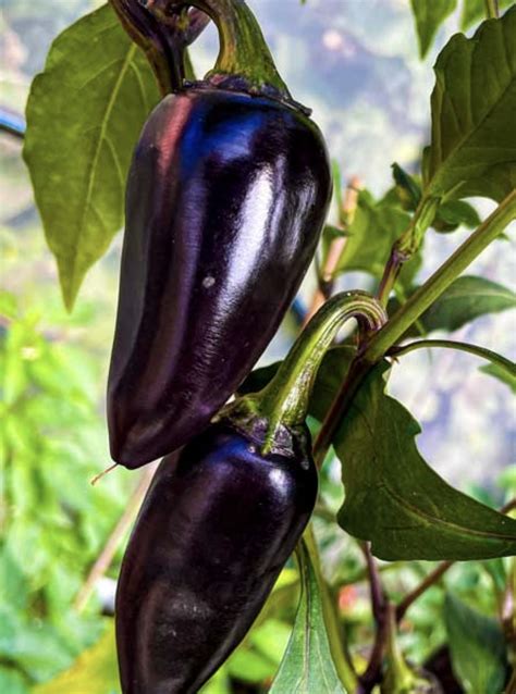 įvairių paprikų veislių pavyzdžiai (California Wonder, Purple Beauty, Jalapeno)