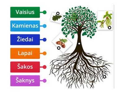 schematinis brėžinys, iliustruojantis skirtingų dydžių vazonėlių daigams ir augalo šaknų augimo ryšį