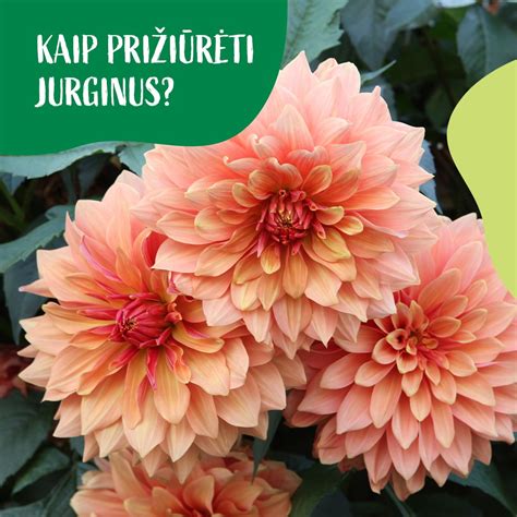 Įvairiaspalvių jurginų žydėjimo nuotrauka