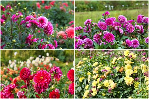 Įvairių formų ir spalvų jurginų žiedų koliažas