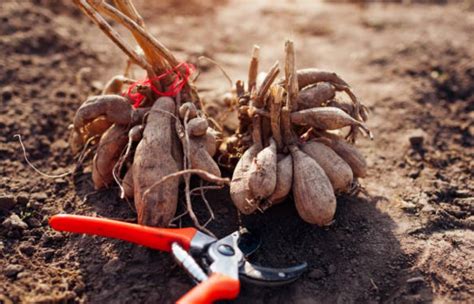 Schematiškas jurginų gumbų sodinimo paveikslas su atstumais