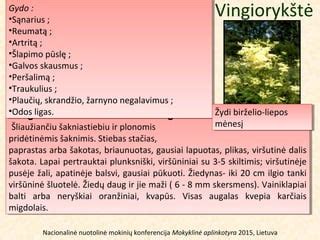 paprastojo kiečio lapai ir žiedynas