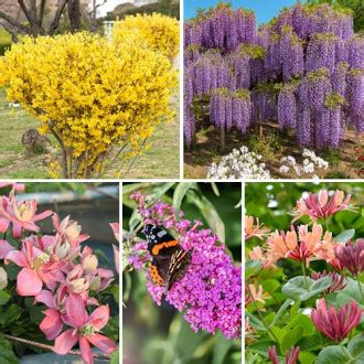 Puršo kiečio dekoratyviniai krūmeliai