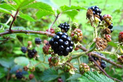 Gervuogių krūmas su prinokusiomis uogomis