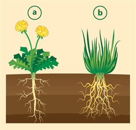 Schema, iliustruojanti skirtingų klasių aronijų sodinukų aukštį ir šaknų sistemos išsivystymą